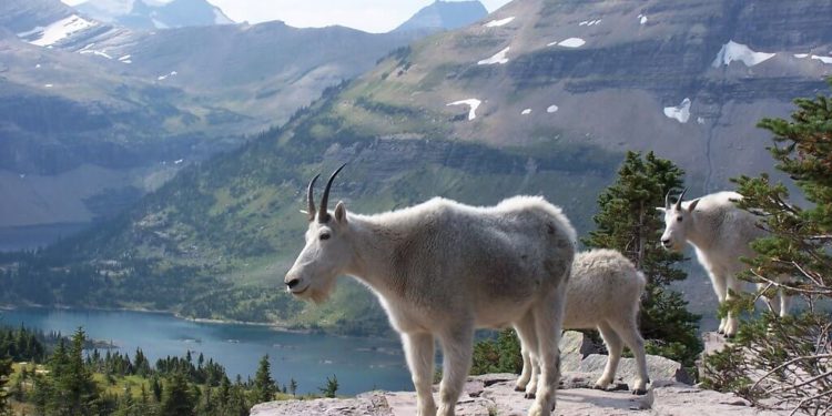 Glacier National Park Best Family Vacation Destinations in the World