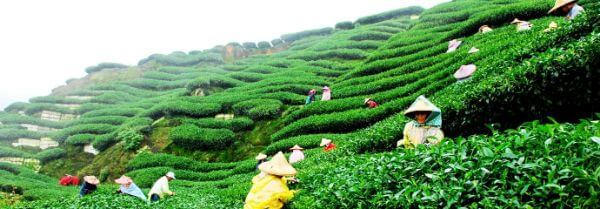  Darjeeling, West Bengal Best places to travel with toddlers in India