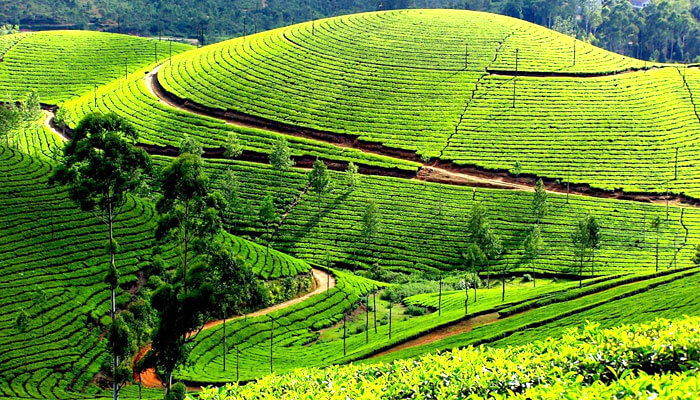 Ooty , Tamilnadu