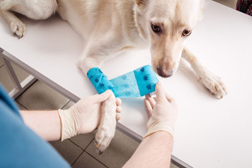 Veterinary Bandages-